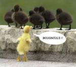 les blgue et des autre truc